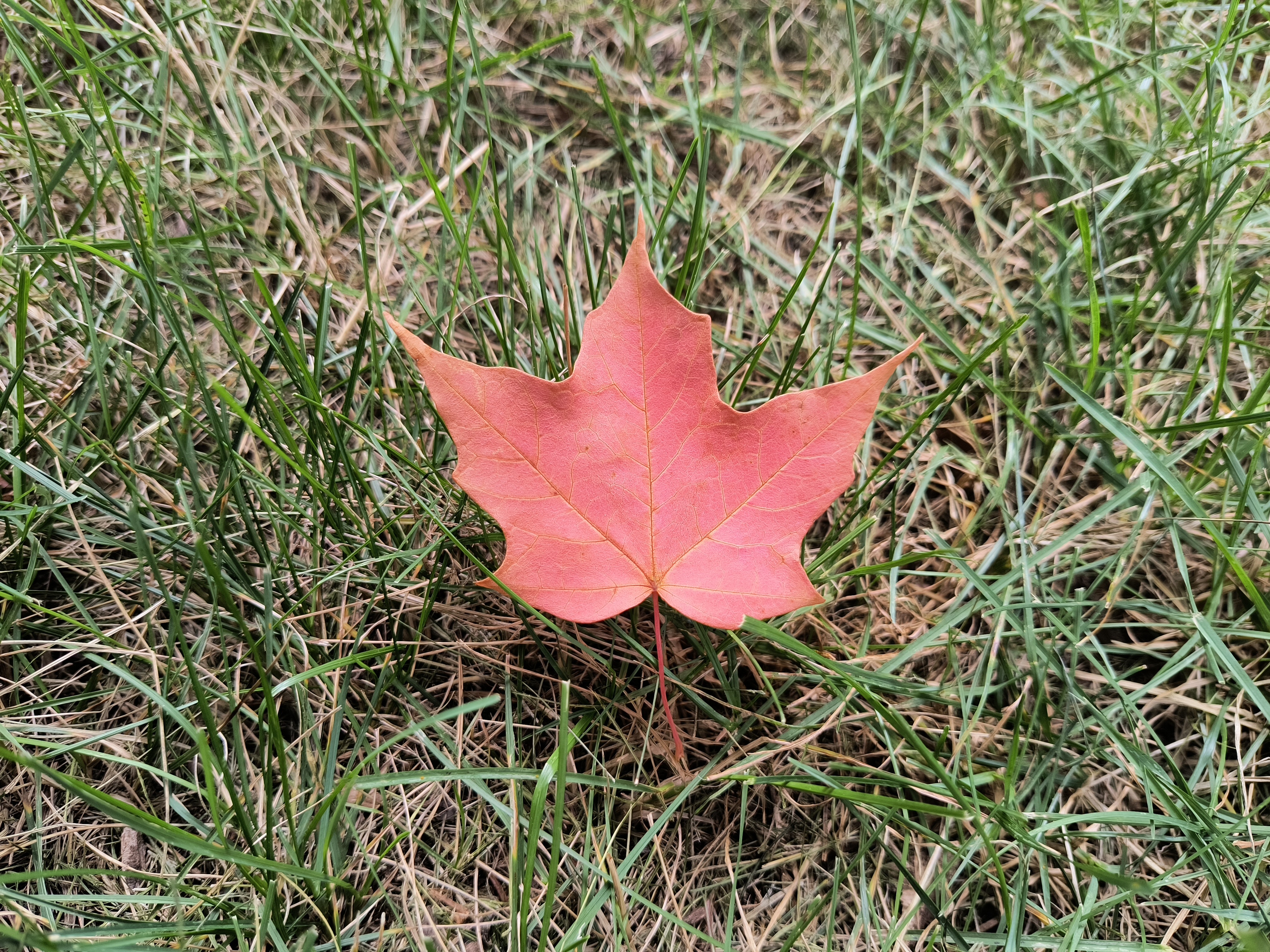 Camera sample of a red maple leaf from the Motorola Edge (2022).