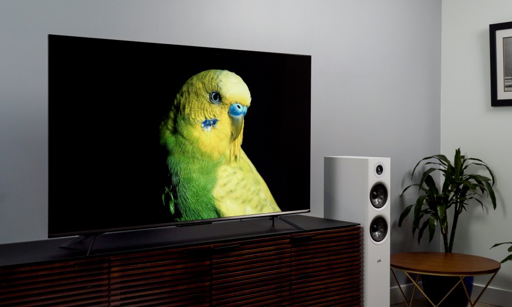 Hisense U7H with bright green and yellow parakeet on black backfround, showing color and contrast performance.