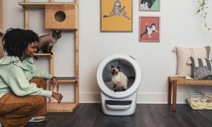 A cat sits in the Litter Robot 4 and watches his owner.