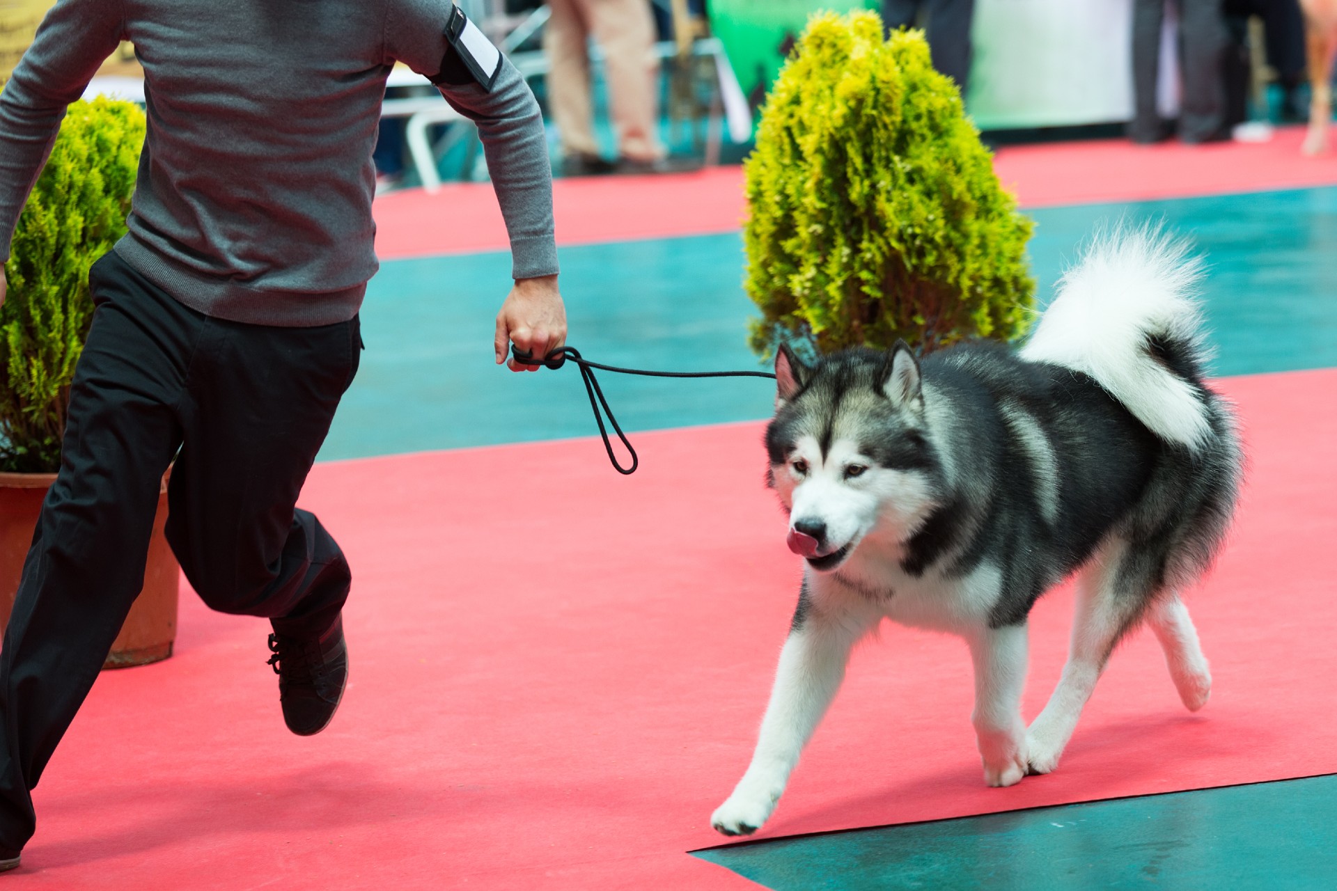 where-to-watch-the-national-dog-show-2022-for-free-digital-trends