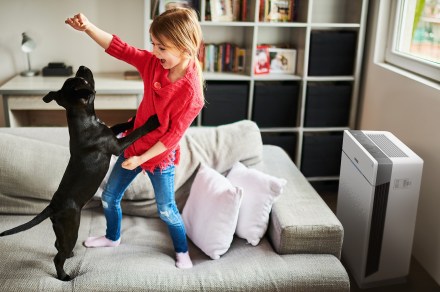 The best air purifiers