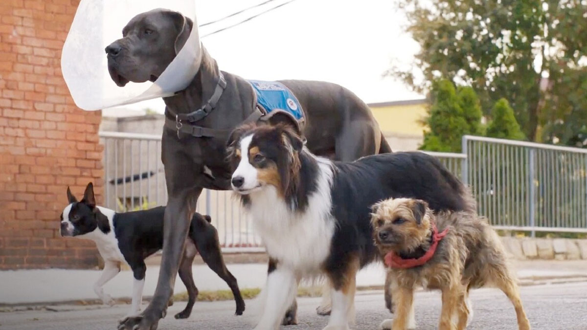 Os cães animados de Stray.