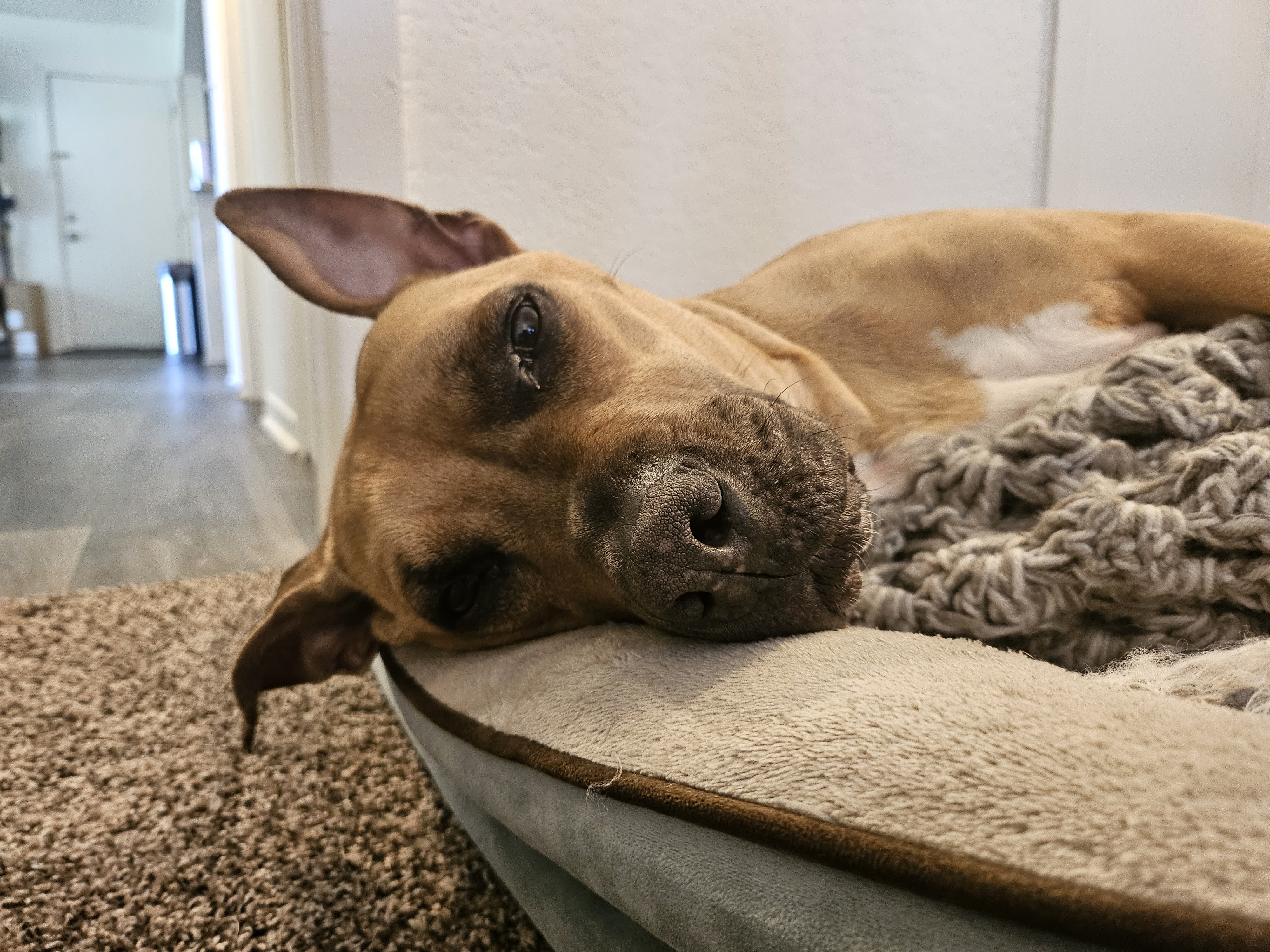 Una foto dal Samsung Galaxy Z Flip 5, che mostra un cane sdraiato nel suo letto.