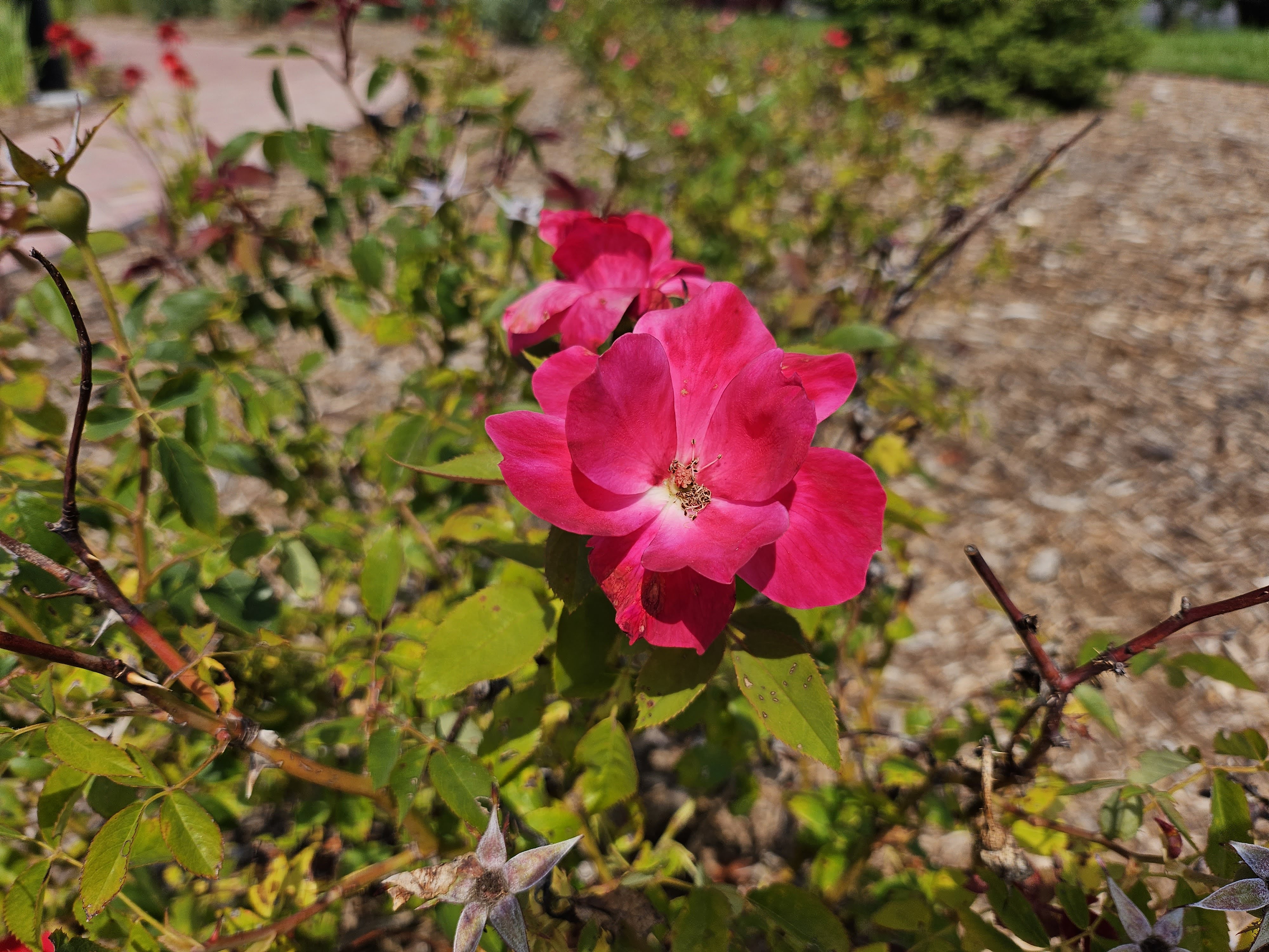 Una foto del Samsung Galaxy Z Flip 5, que muestra una flor roja / rosa muy brillante.