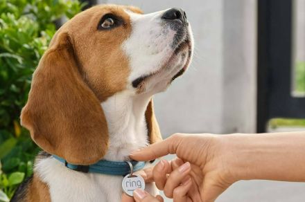 Ring helps you find your lost furry friend with the Ring Pet Tag