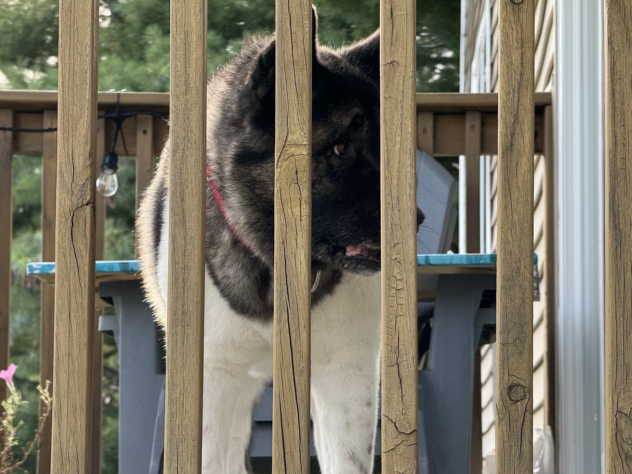 Foto eines Akita-Hundes, aufgenommen mit dem iPhone 15 Pro Max.