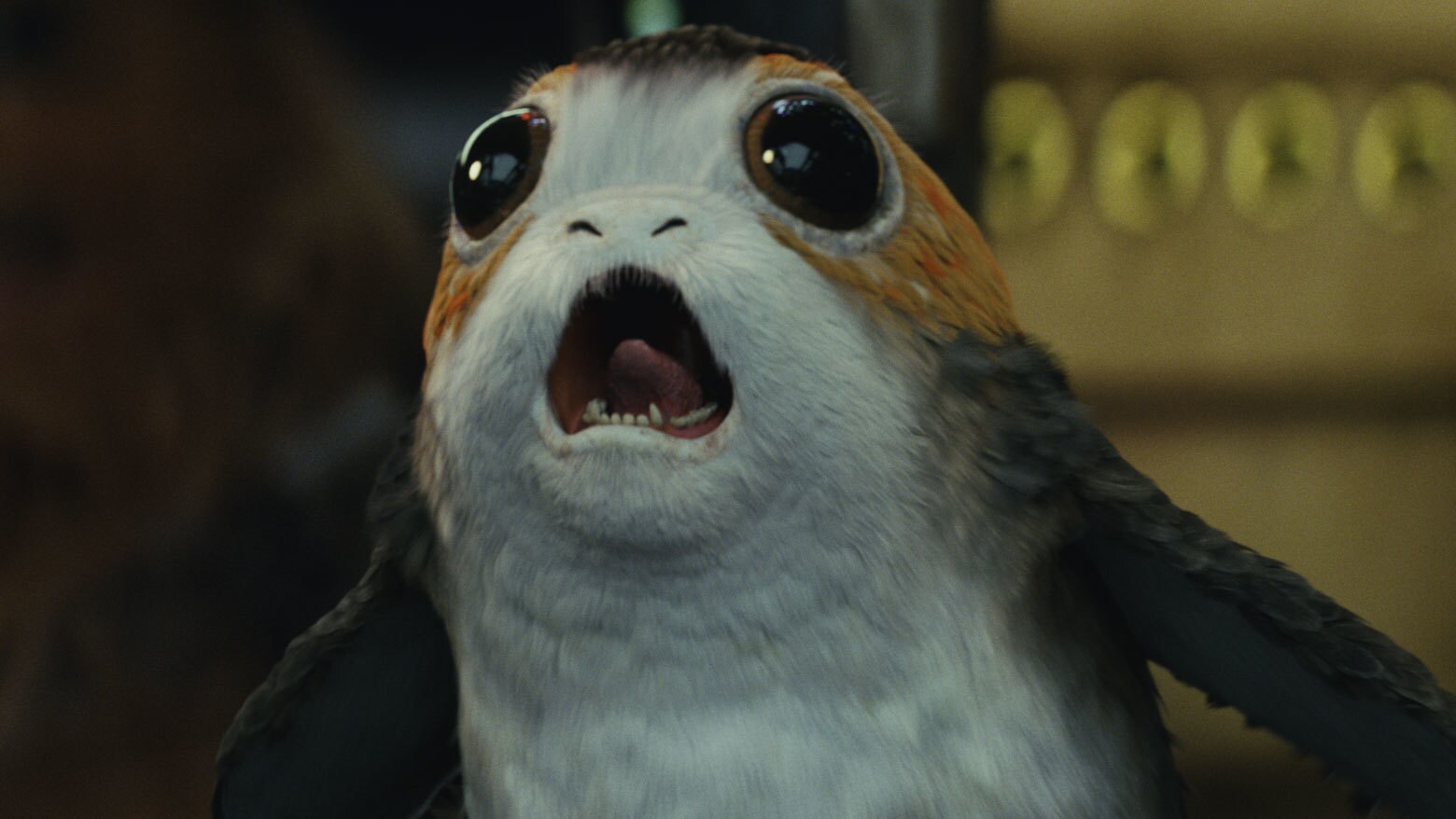 Un porg en Los últimos Jedi. 