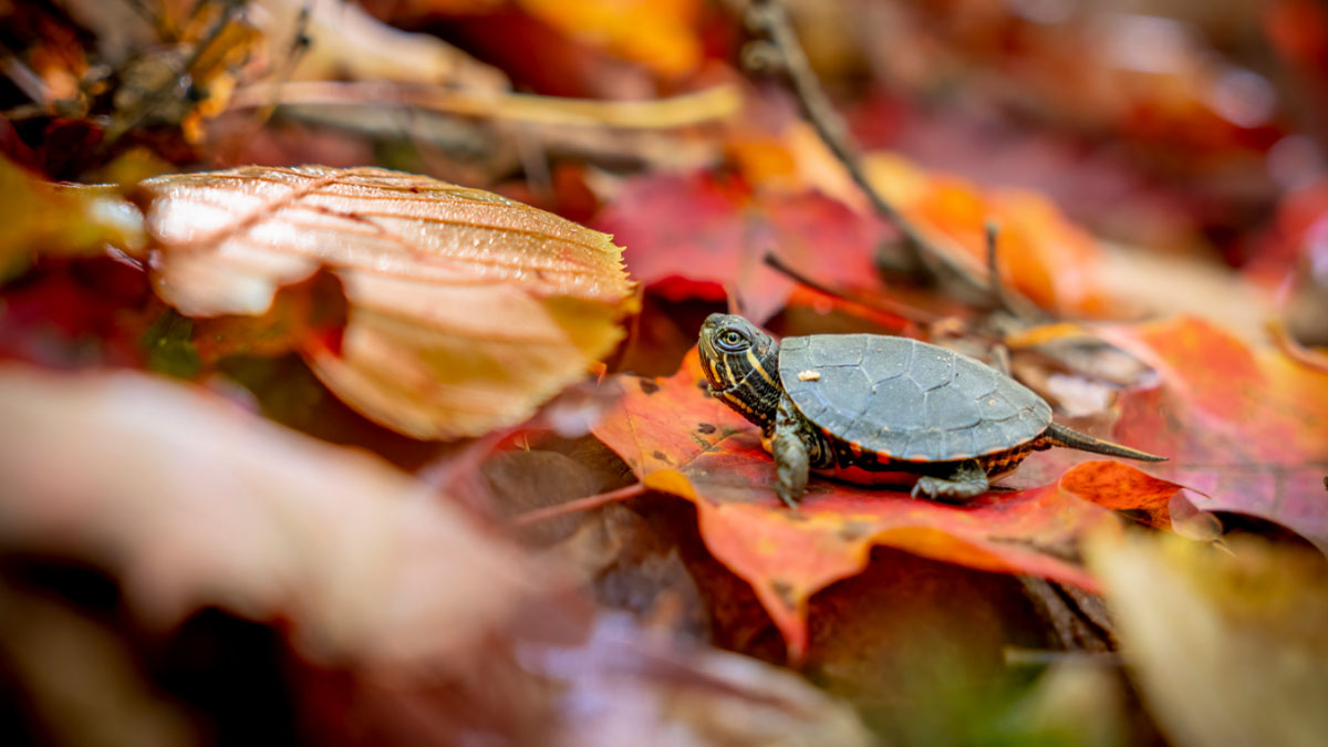 Una tortuga pintada recién nacida comienza su "Gran Pequeño Viaje" en una foto de Nature de PBS.