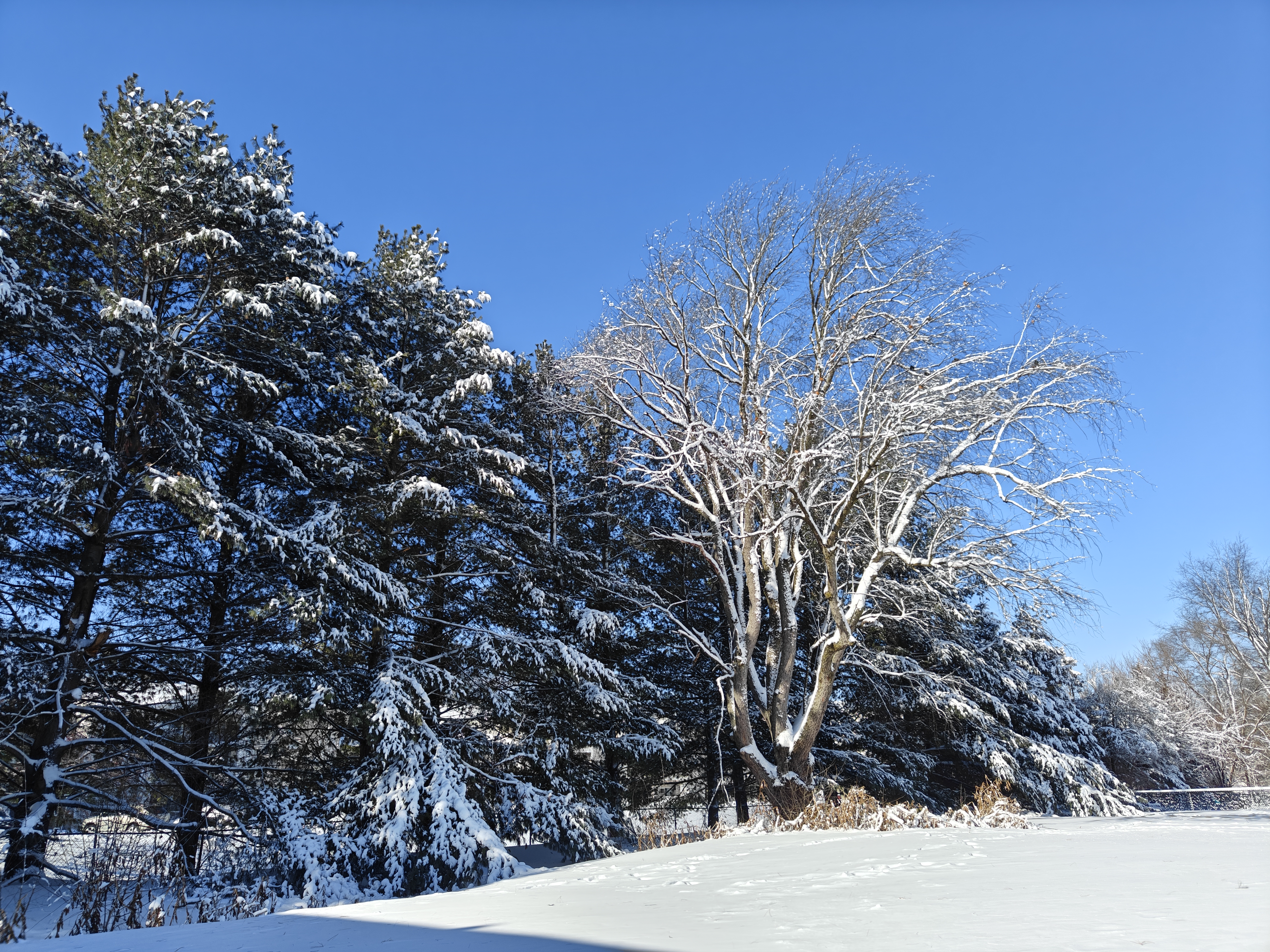 A photo of trees with snow on them, taken with the OnePlus 12R.