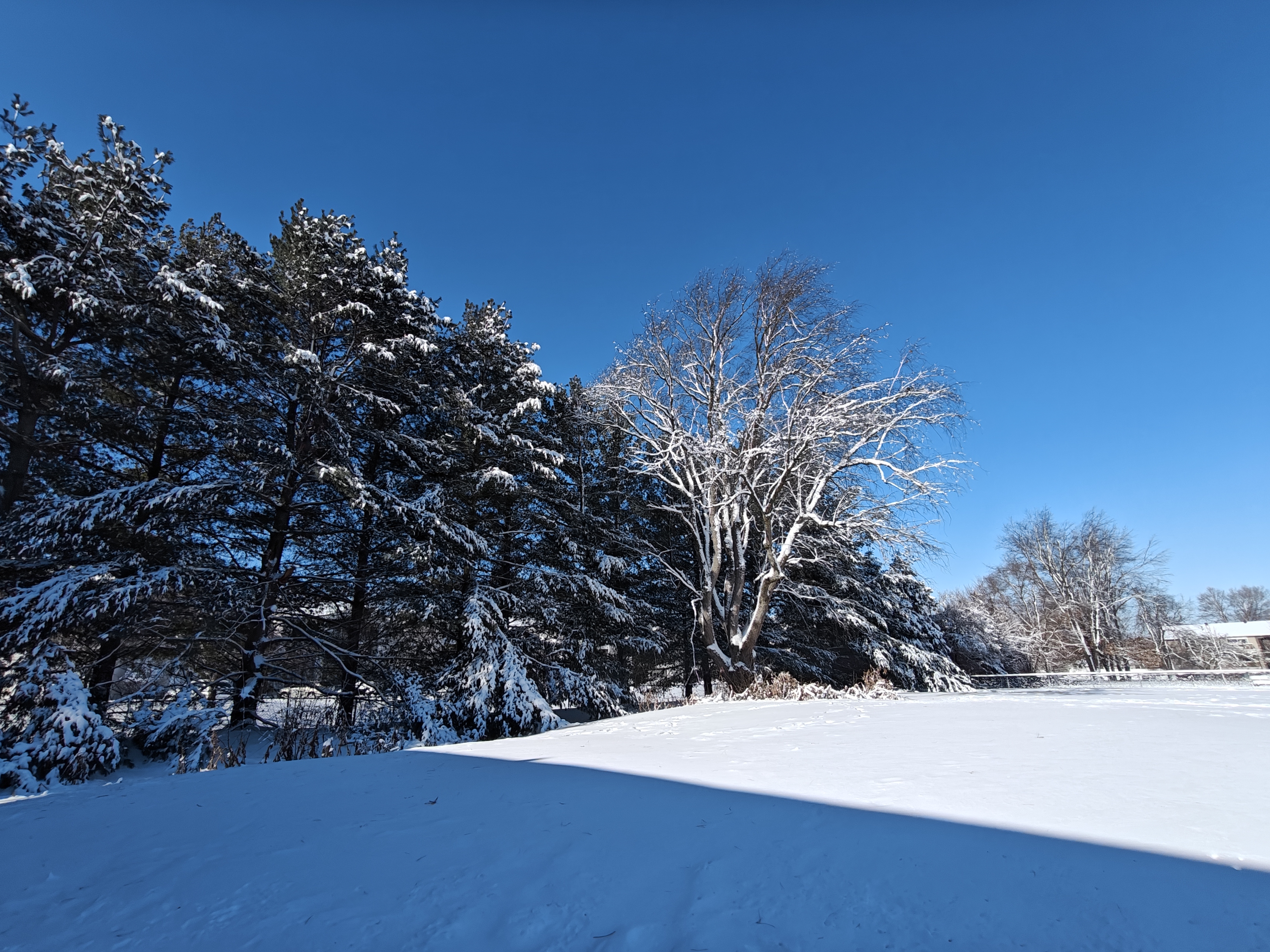 A photo of trees with snow on them, taken with the OnePlus 12R.