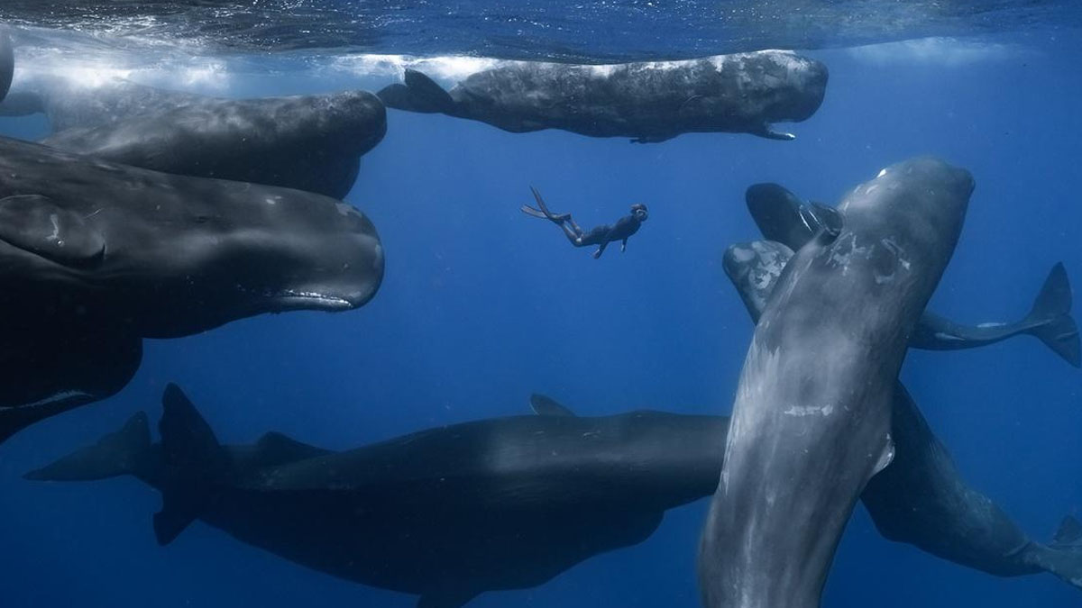 Patrick Dykstra nada com as baleias em Patrick and the Whale.