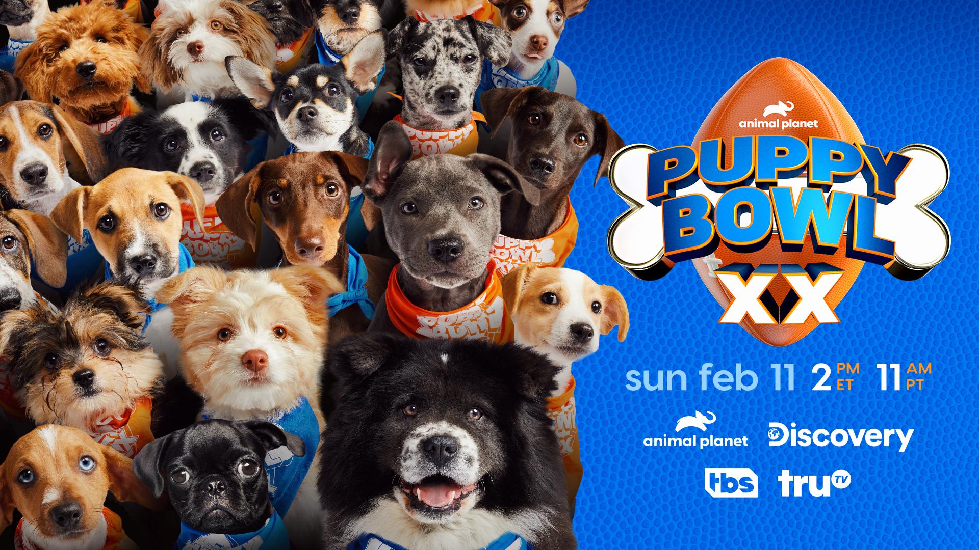 How To Watch Puppy Bowl XX Digital Trends   Puppy Bowl Xx 