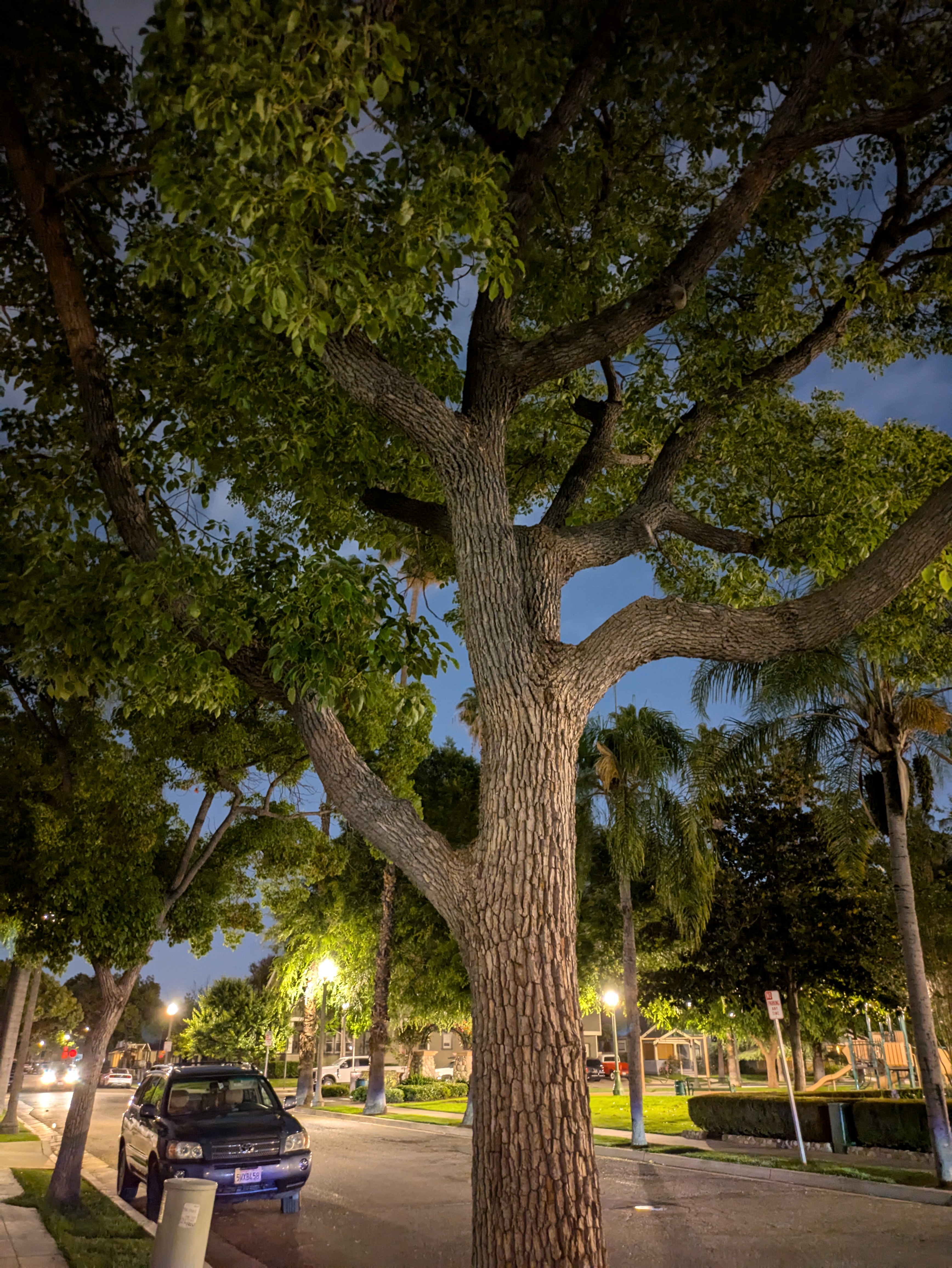 Árbol de noche tomado con Google Pixel 8a.