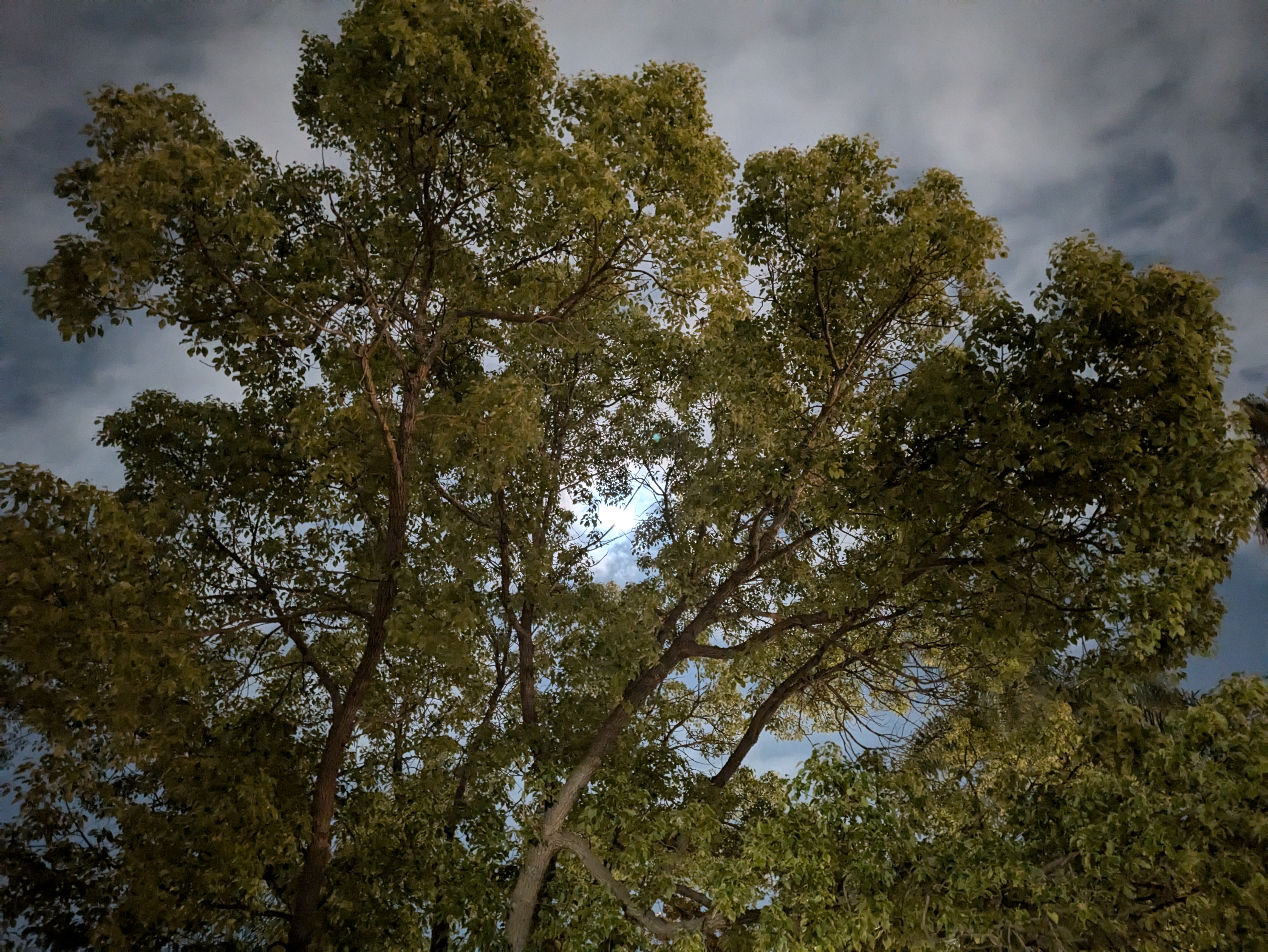 Luna asomándose a través de un árbol por la noche tomada con Google Pixel 8a.