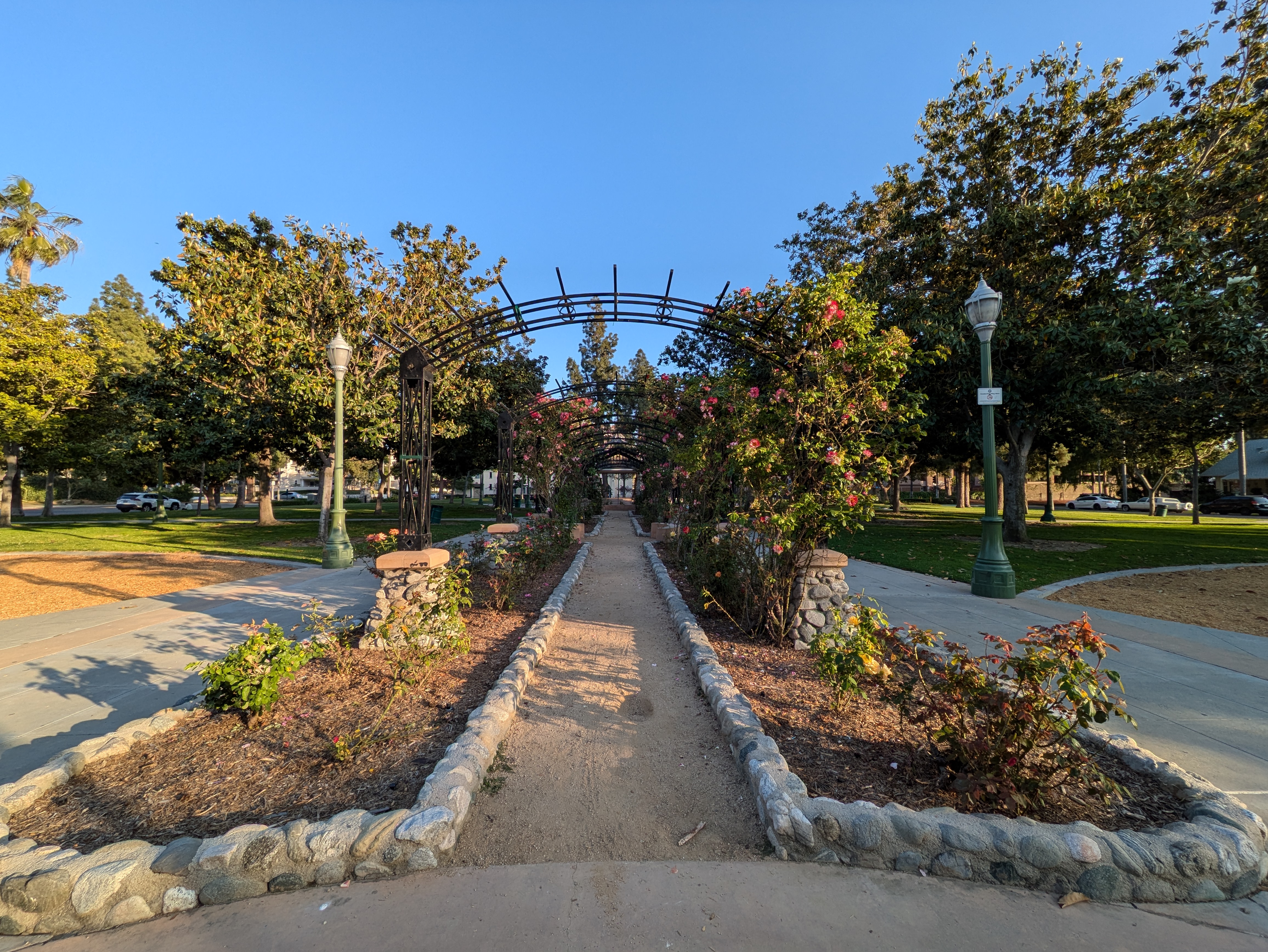 Jardín de rosas del parque tomado con Google Pixel 8a.