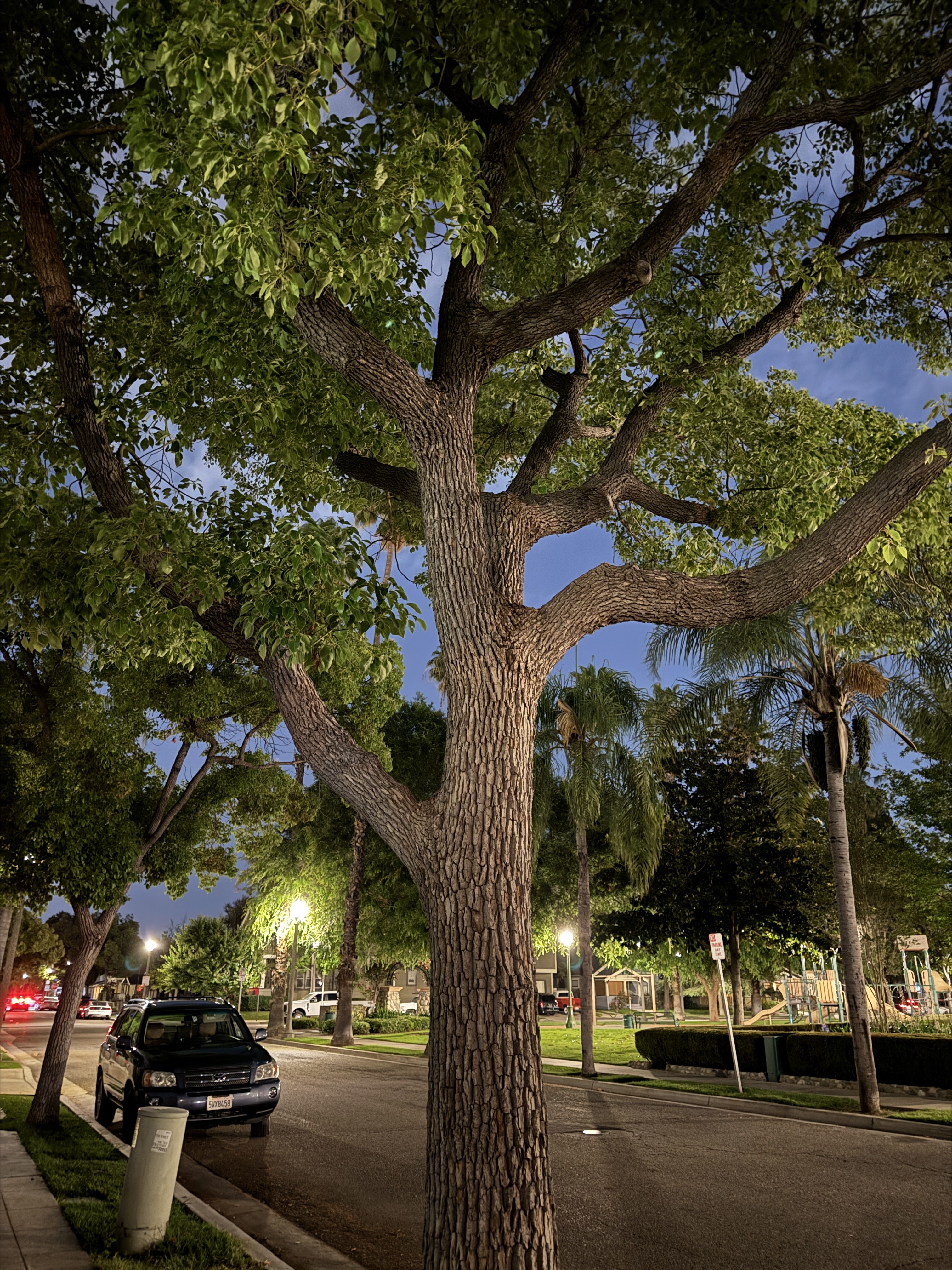Árbol de noche tomado con el iPhone 15 Pro.