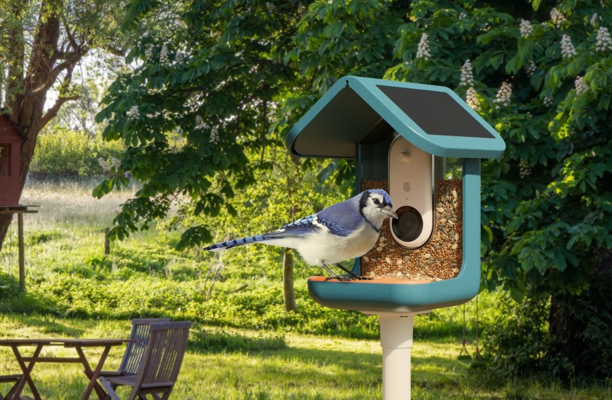 Il Bird Buddy con una ghiandaia azzurra appollaiata sul bordo.