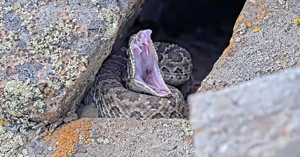 Project RattleCam live stream shows hundreds of rattlesnakes