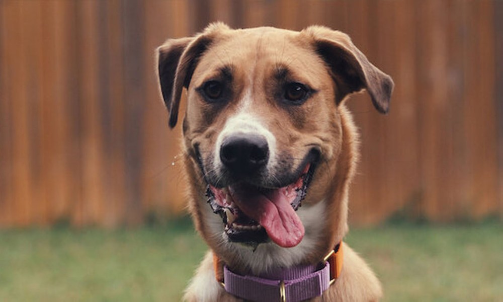 A dog salivates in promo art for Inside the Mind of a Dog.