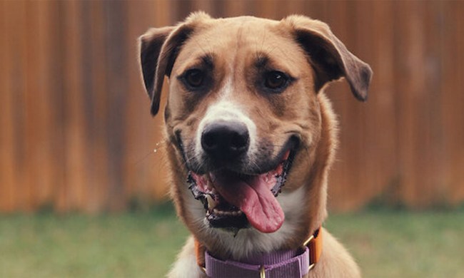 A dog salivates in promo art for Inside the Mind of a Dog.