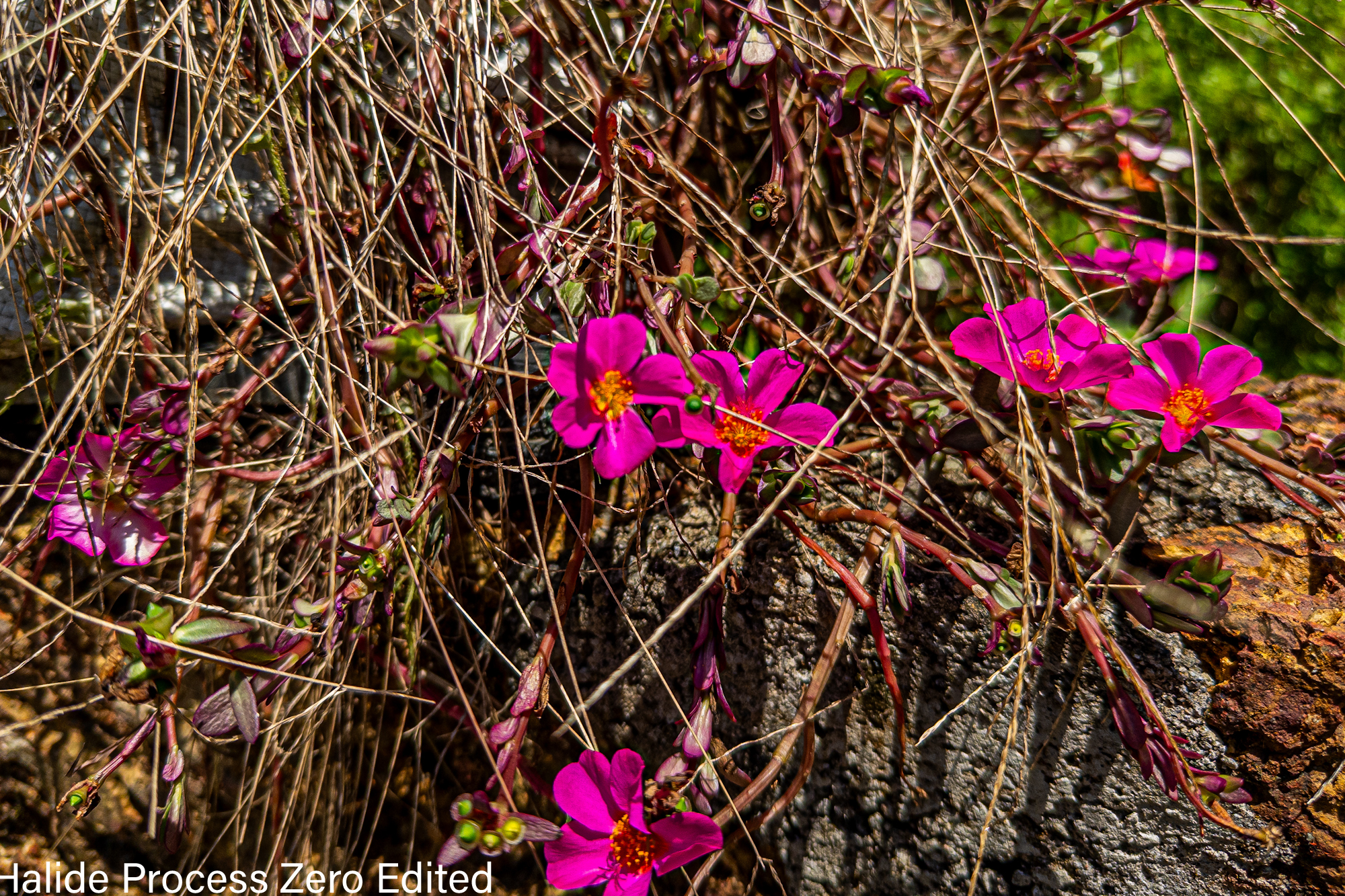 How Halide Process Zero changed my iPhone camera forever