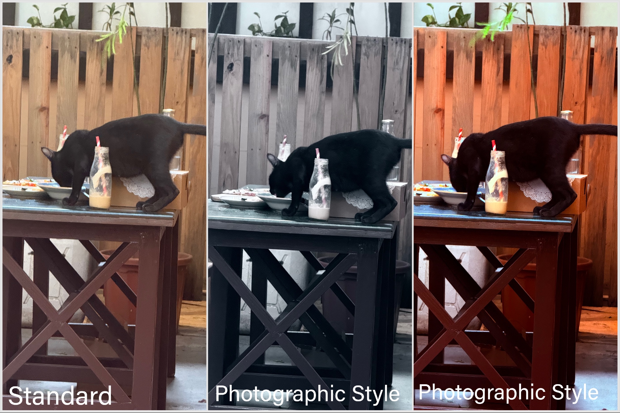 Échantillon comparatif 5 d'images cliquées avec et sans styles photographiques sur iPhone 16 Pro.