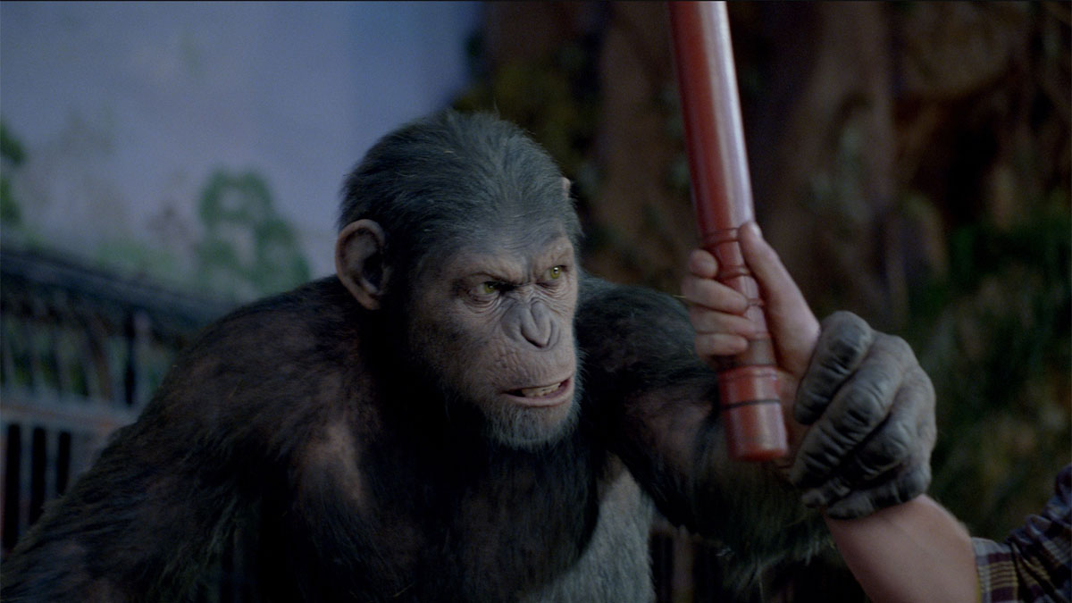 Caesar is done taking abuse in a scene from Rise of the Planet of the Apes.