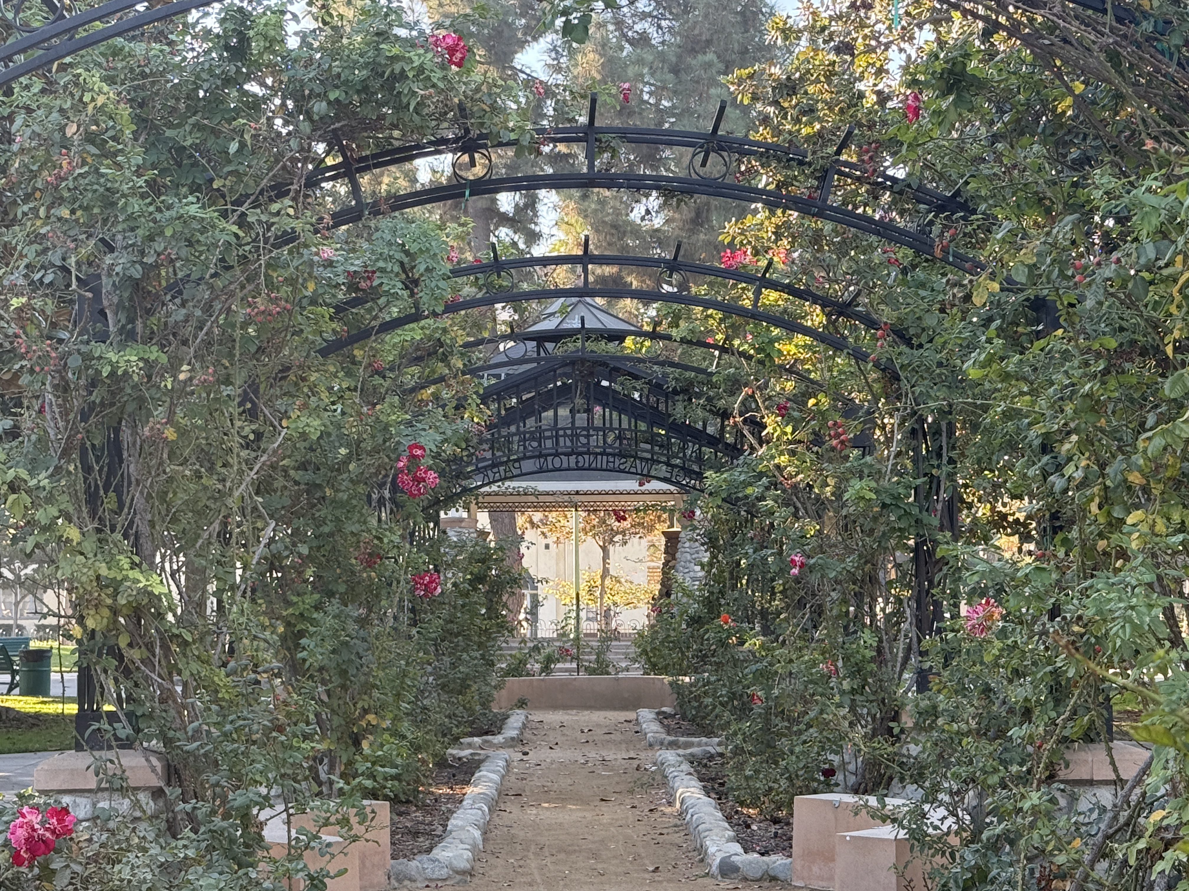 Rose garden 3x taken with iPhone 16 Pro.