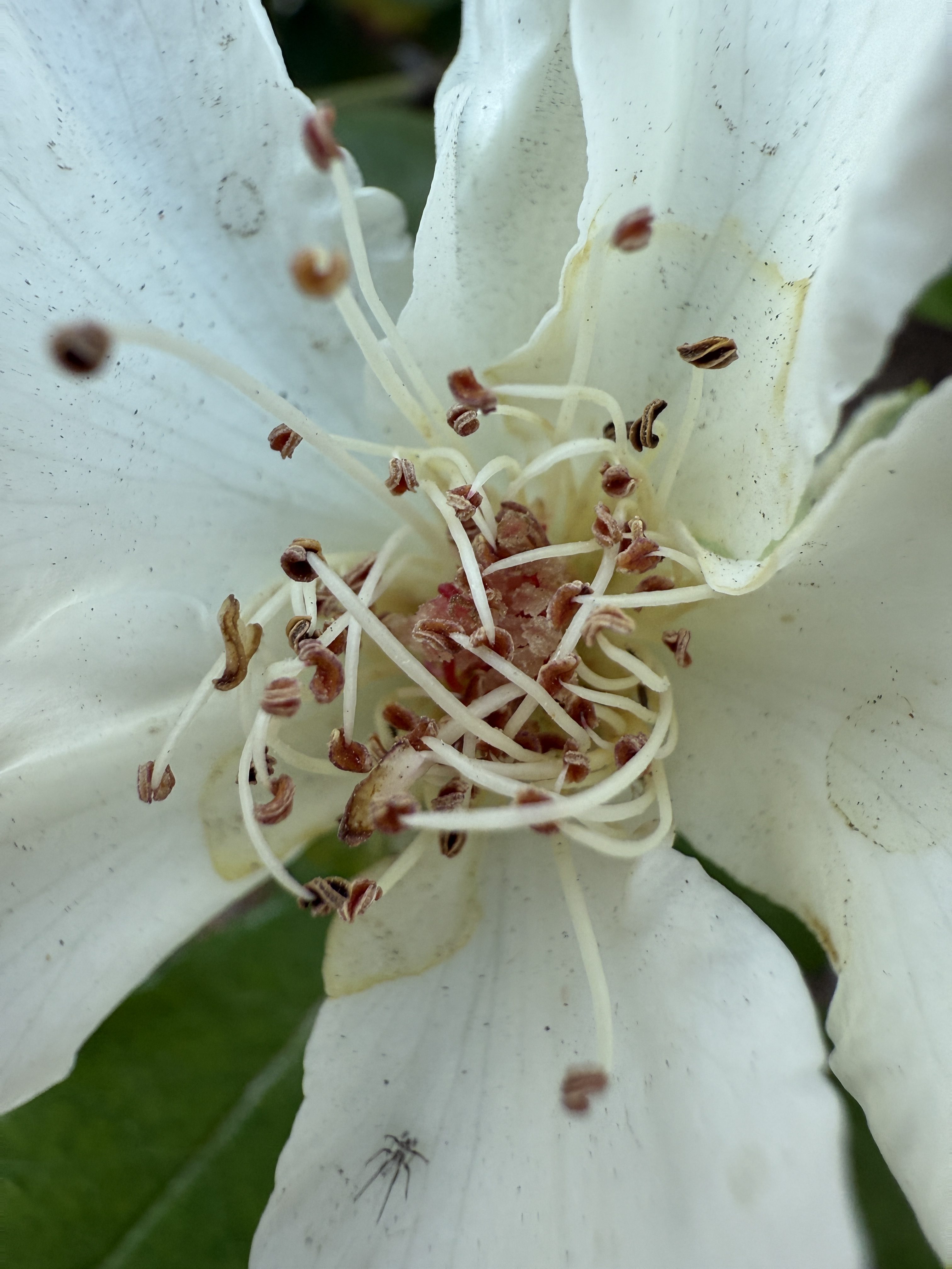 White flower pistil macro taken with iPhone 16 Pro.