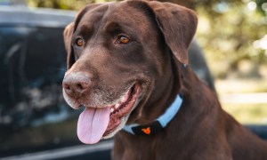 A dog wearing the Personifi AI Shazam Band.