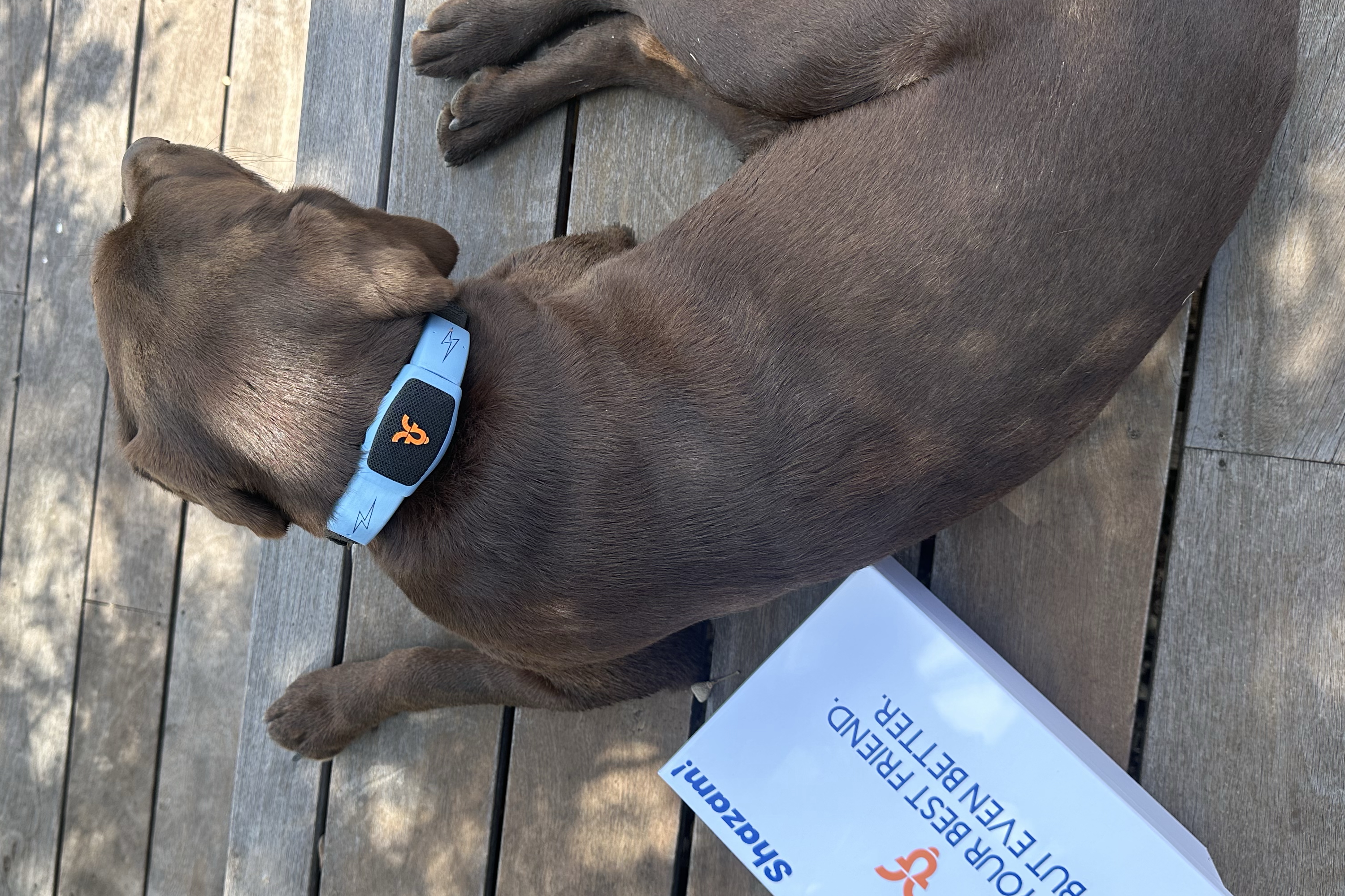 A dog wearing the Personifi AI Shazam Band.