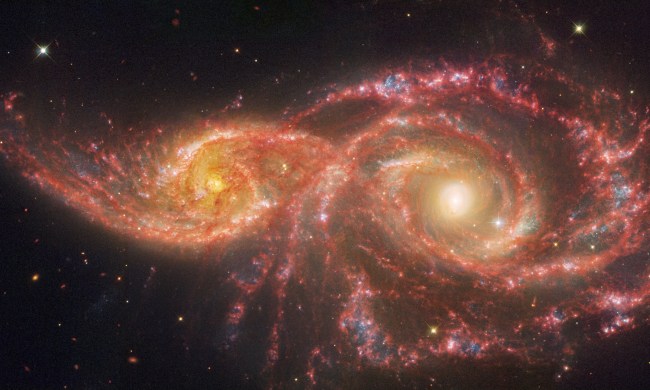 The gruesome palette of these galaxies is owed to a mix of mid-infrared light from the NASA/ESA/CSA James Webb Space Telescope, and visible and ultraviolet light from the NASA/ESA Hubble Space Telescope. The pair grazed one another millions of years ago. The smaller spiral on the left, catalogued as IC 2163, passed behind NGC 2207, the larger spiral galaxy at right. Both have increased star formation rates. Combined, they are estimated to form the equivalent of two dozen new stars that are the size of the Sun annually. Our Milky Way galaxy forms the equivalent of two or three new Sun-like stars per year. Both galaxies have hosted seven known supernovae, each of which may have cleared space in their arms, rearranging gas and dust that later cooled, and allowed many new stars to form. (Find these areas by looking for the bluest regions).