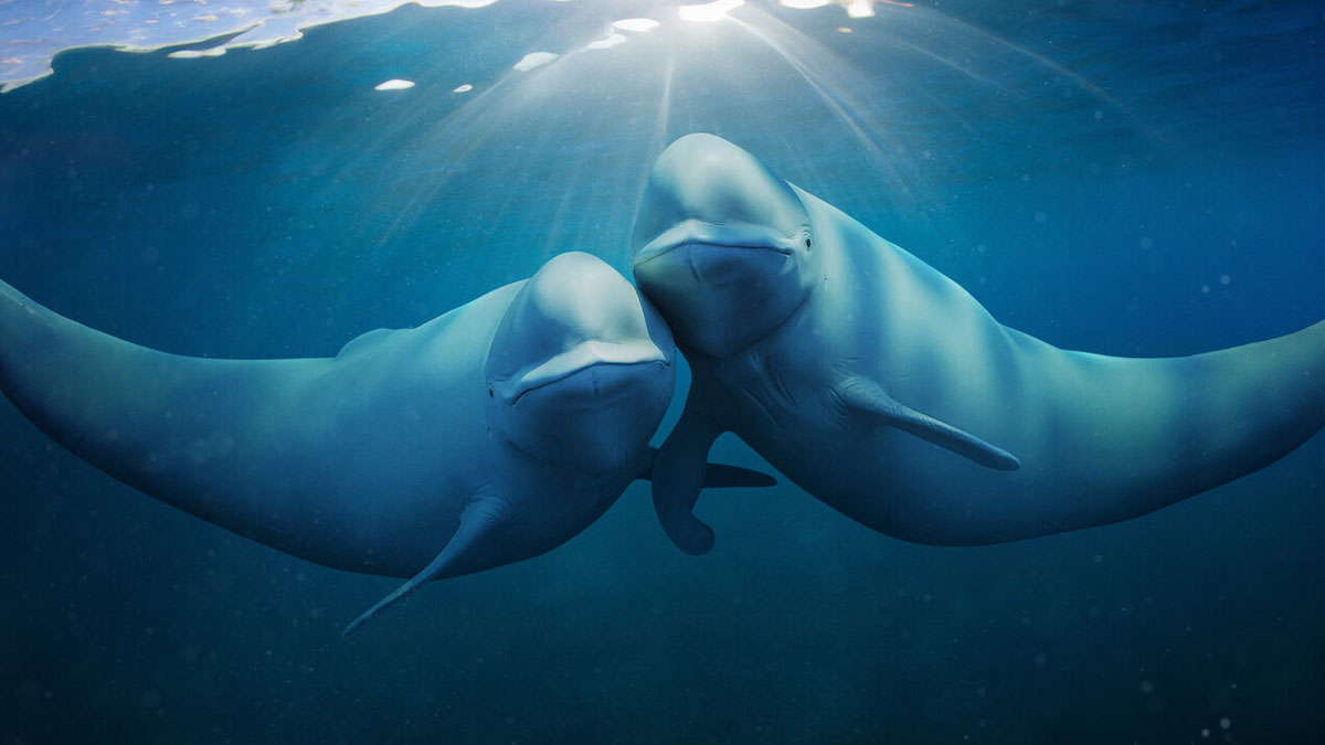 Duas criaturas marinhas nadam e olham para a câmera em uma imagem de Nossos Oceanos.