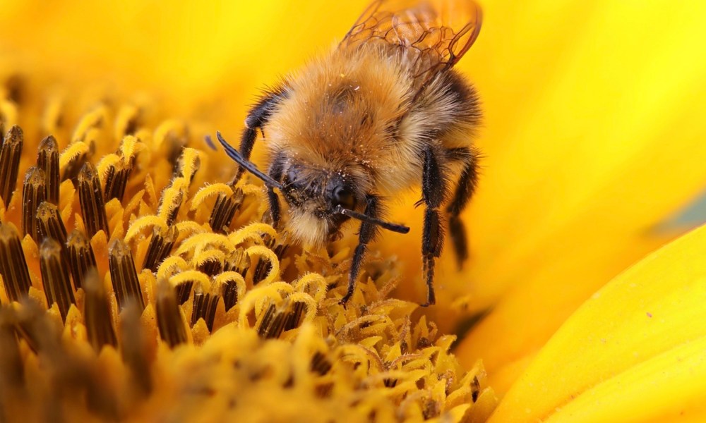 A close-up of a bee.