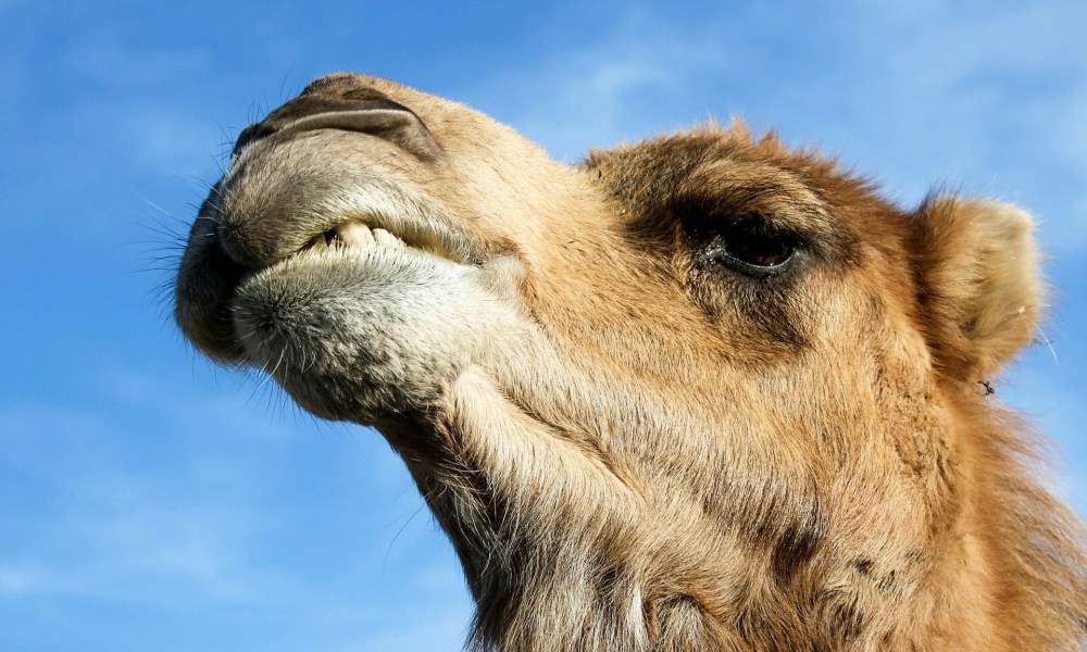 CamelCamelCamel in the desert giving you a smug unsatisfied look.