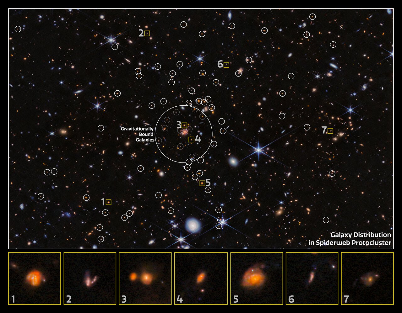 Esta imagen anotada muestra la distribución de galaxias en el protocúmulo Spiderweb vista por la NIRCam (Cámara de Infrarrojo Cercano) de Webb. Las galaxias están anotadas por círculos blancos, y la colección de galaxias ligadas gravitacionalmente se identifica en el centro de la imagen. Una selección de estas galaxias se muestran como primeros planos individuales en la parte inferior de la imagen.