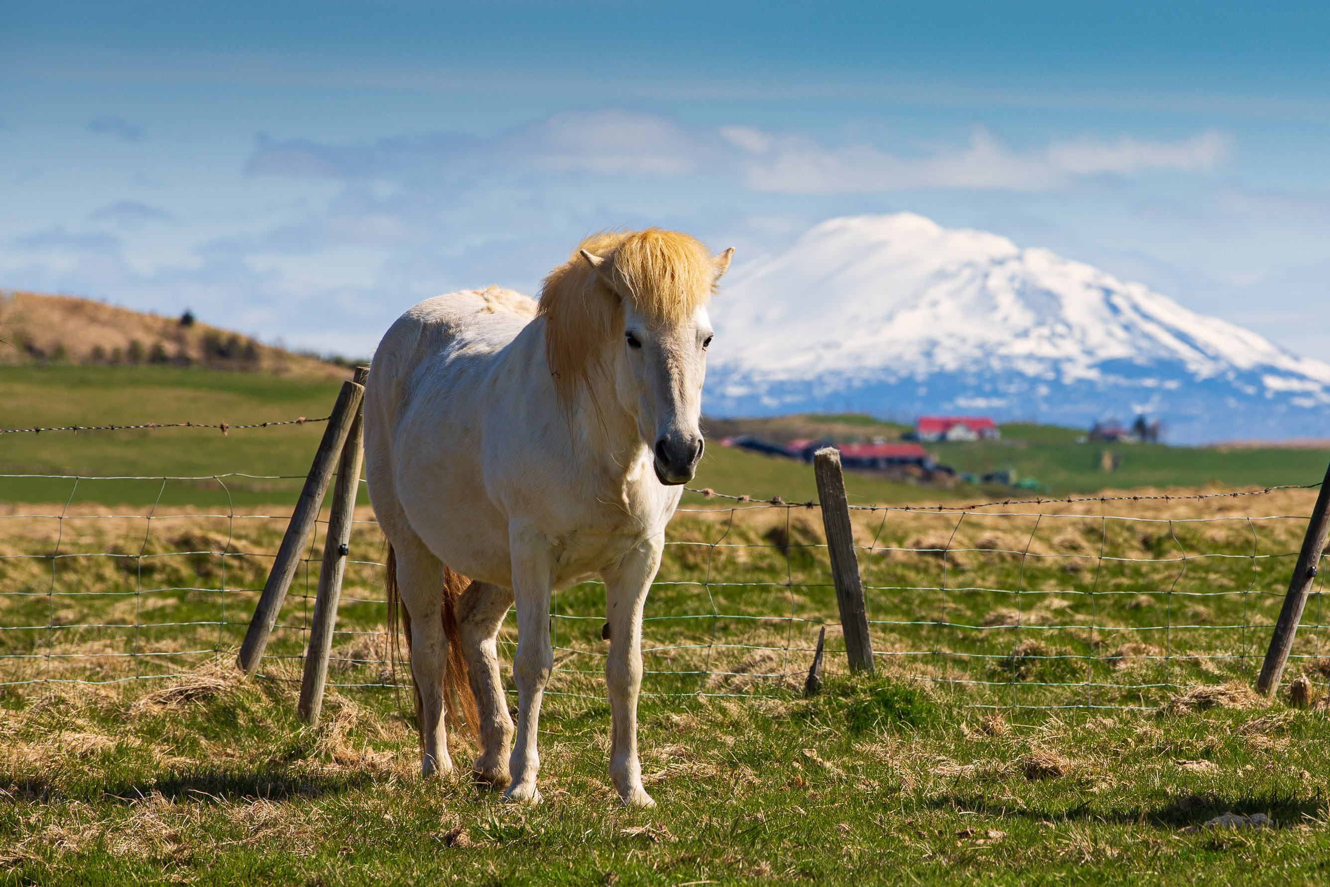 Firefly video always shot from an Icelandic horse