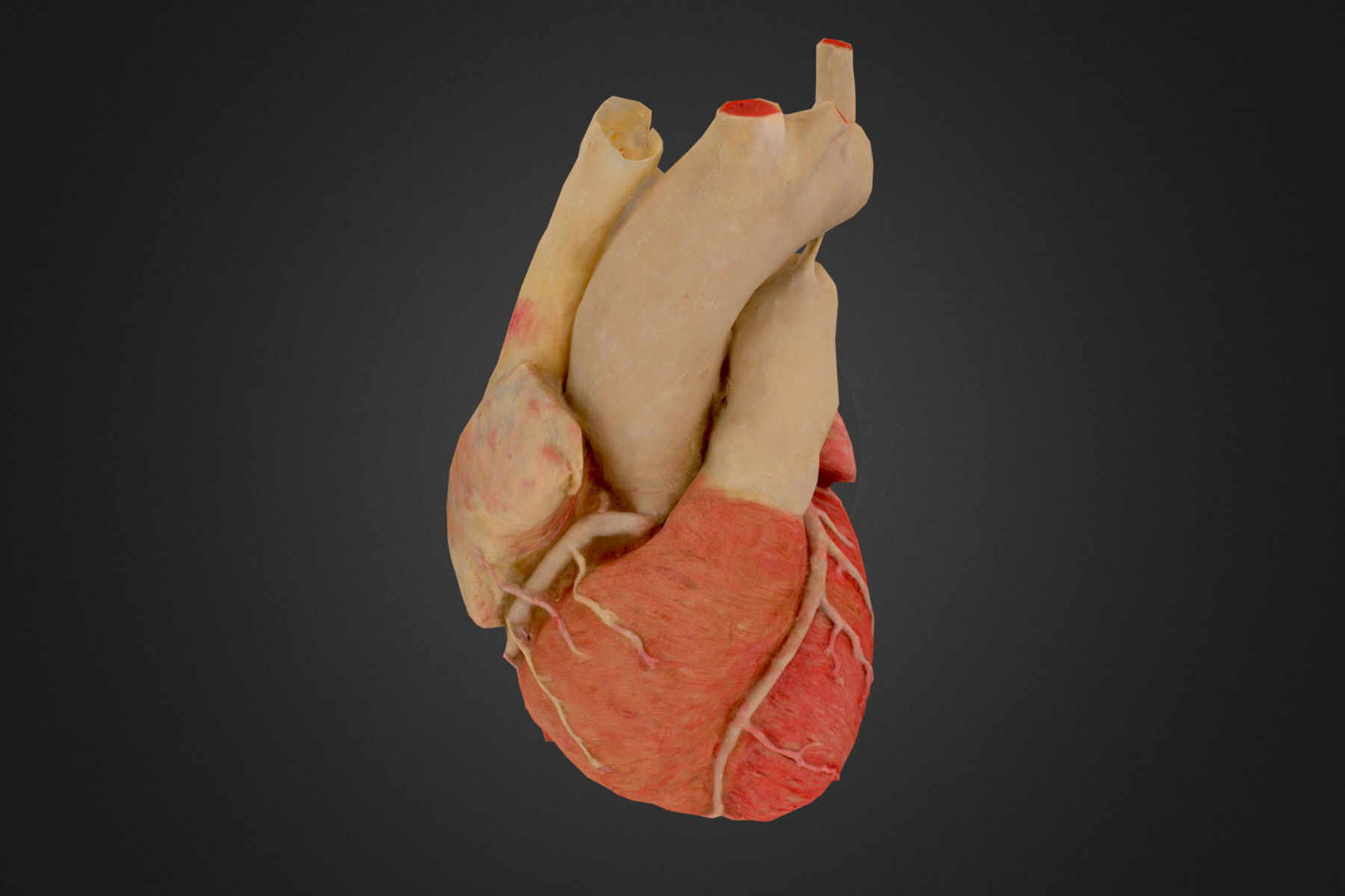 Immersives 3D-Modell eines Herzens, erstellt von NYU Langone Health.